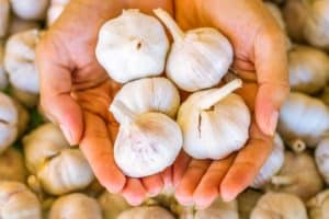 holding garlic