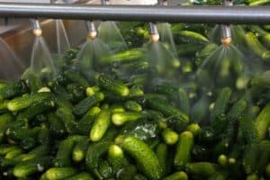 pickles fermenting