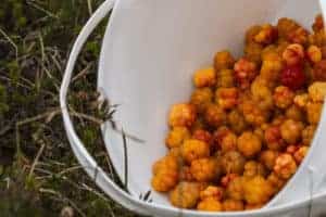 Cloudberry