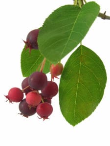 Juneberry