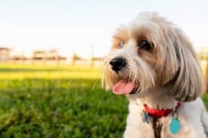 Pure Relief: The Purest Plant-Based Supplement for Pet Wellness 3