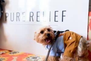 Pure Relief: The Purest Plant-Based Supplement for Pet Wellness 1