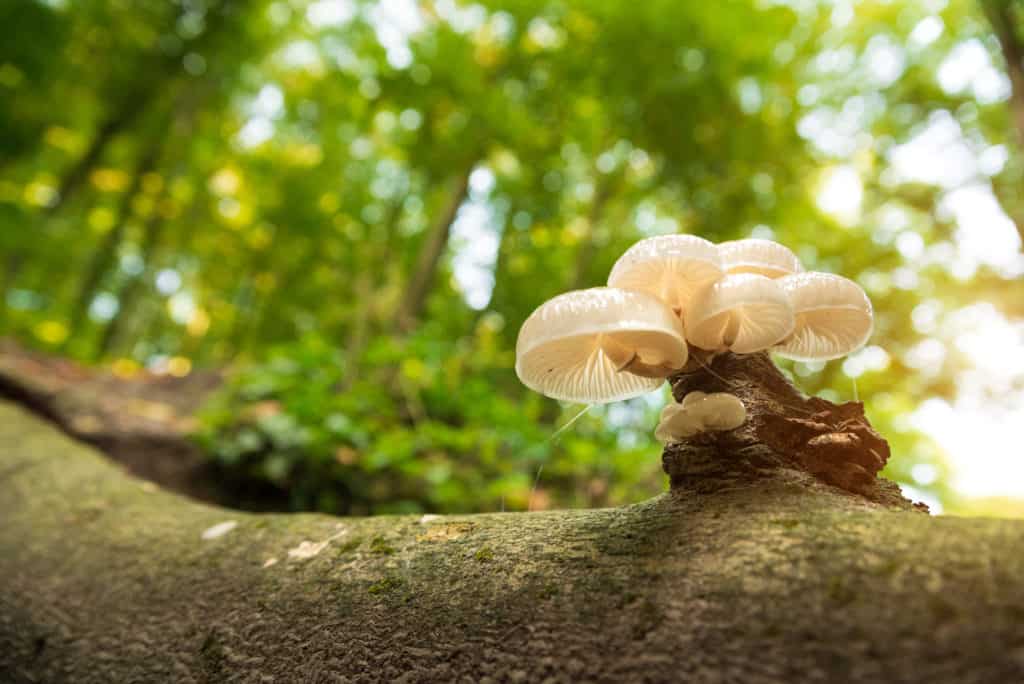 adaptogenic-mushroom
